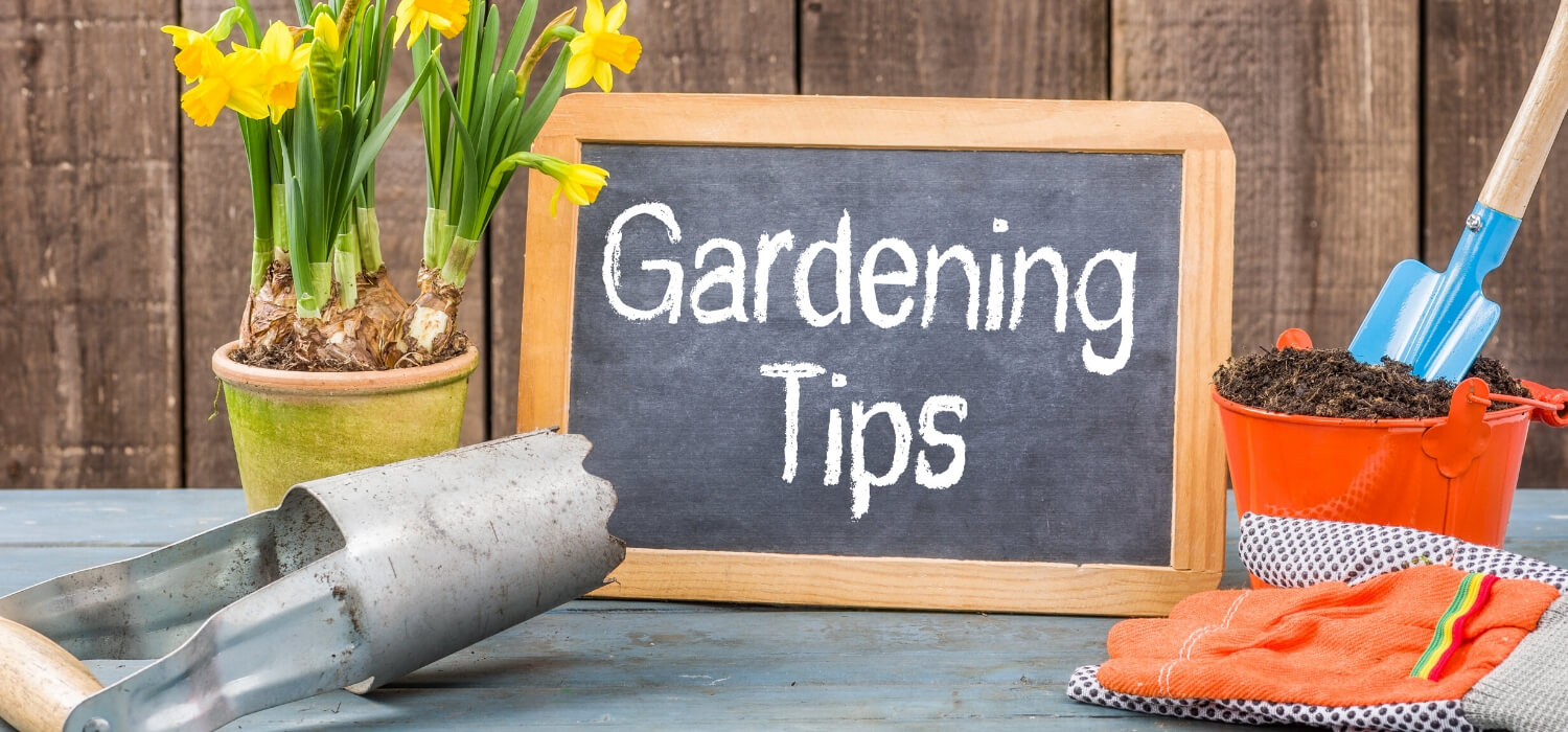 Top Home Gardening Tricks For Beginners Happy Hiller